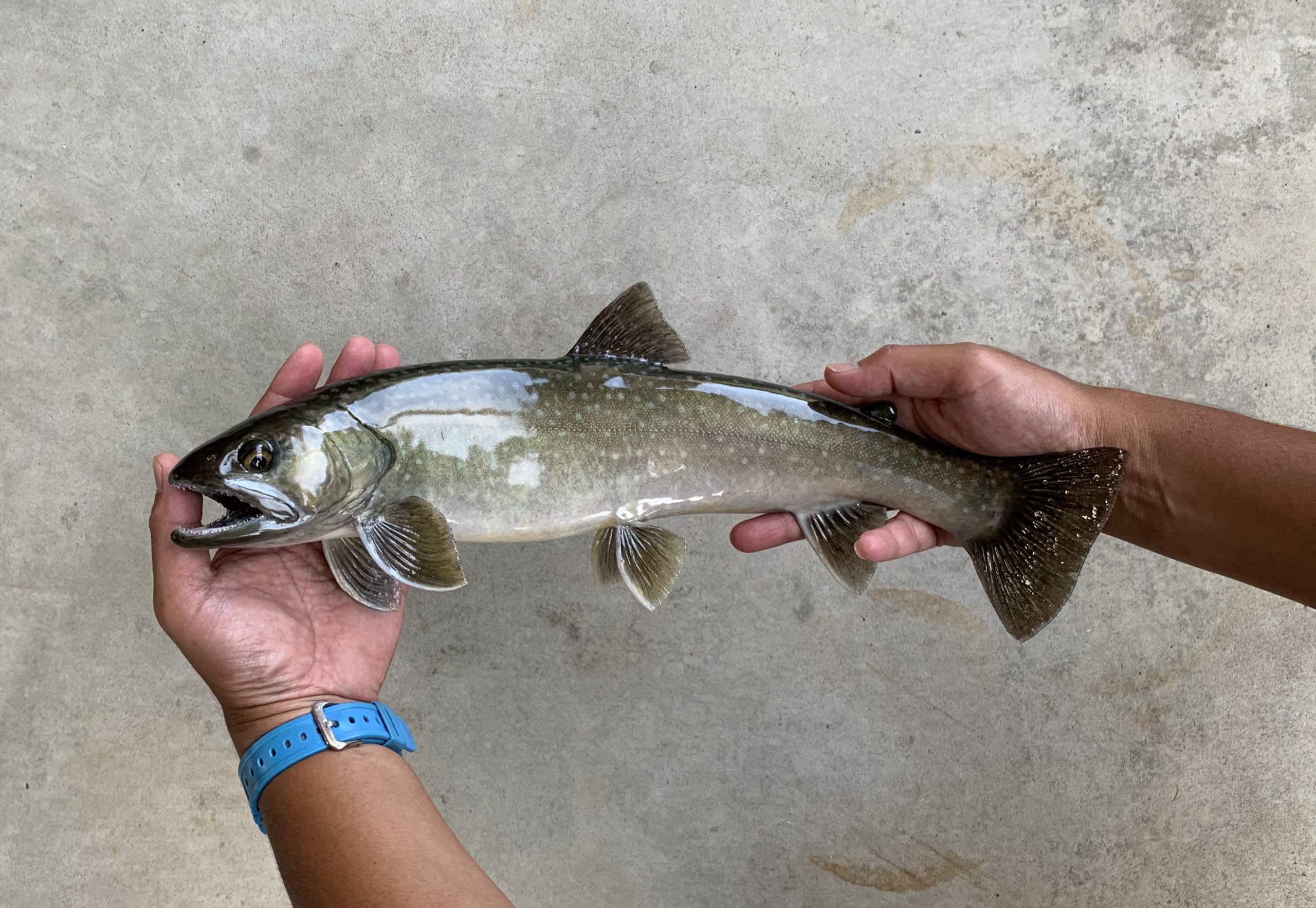 正規販売店 692❣️ イワナ 岩魚 剥製 店舗オブジェ 34cm フィッシング